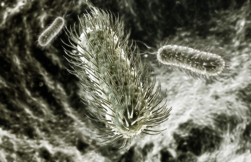 无人,横图,插画,室内,特写,白天,正面,数码,科技,静物,阴影,黑色背景,网络,结构,细菌,医学,细胞,高光,几何,计算机图形,合成,图画,画,灰色,人体,污染,电脑合成图,数码合成图,生物学,繁殖,漫画,生理学,写实,具体,具象,传染,彩图,原核微生物,蕃殖,繁生,感染,沾染,孳生,滋生