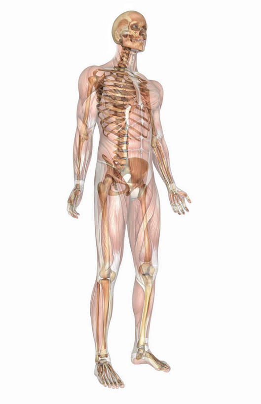 颅骨,锁骨,脊髓,动脉,静脉,骨骼,胸骨,肋骨,骨盆,关节,无人,竖图,插画,室内,特写,白天,白色背景,正面,数码,科技,静物,阴影,网络,医学,骨头,高光,几何,计算机图形,合成,图画,裸露,画,模型,人体,赤裸,电脑合成图,数码合成图,骨架,生物学,裸,漫画,生理学,写实,具体,具象,尺骨,颈椎,软肋骨,腕骨,尾骨,下颚骨,腰骨,掌骨,趾骨,脊柱,头盖骨,彩图,全身