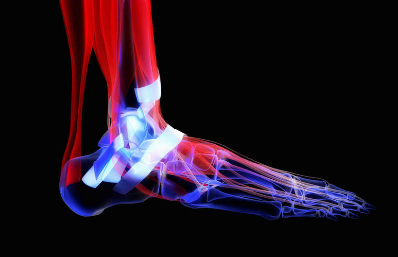 动脉,静脉,骨骼,关节,无人,横图,插画,x光片,室内,特写,白天,正面,数码,科技,静物,阴影,黑色背景,辐射,科学,网络,医学,骨头,高光,几何,计算机图形,合成,图画,画,红色,模型,人体,电脑合成图,数码合成图,骨架,医疗,生物学,科学技术,x射线,x光,韧带,漫画,生理学,写实,具体,具象,腓骨,跗骨,胫骨,趾骨,半身,彩图,电磁波,电磁辐射