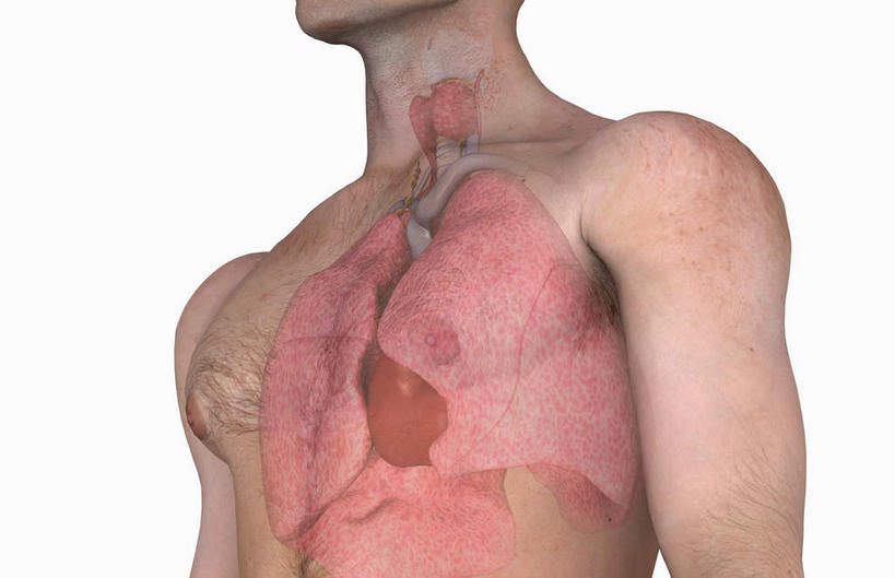 内脏,肺,气管,肝脏,动脉,静脉,无人,横图,插画,室内,白天,白色背景,正面,数码,科技,静物,阴影,网络,医学,高光,几何,计算机图形,合成,图画,画,红色,模型,人体,电脑合成图,数码合成图,生物学,人体器官,器官,漫画,呼吸道,腺体,生理学,写实,具体,具象,甲状腺,呼吸系统,肺部,肺脏,肝,半身,彩图