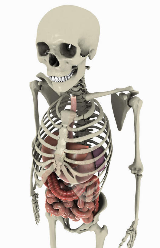颅骨,肠,动脉,静脉,骨骼,胸骨,肋骨,十二指肠,无人,站,竖图,插画,室内,特写,白天,白色背景,正面,数码,科技,静物,阴影,网络,医学,骨头,高光,几何,计算机图形,合成,图画,注视,画,模型,观察,看,站着,人体,观看,电脑合成图,数码合成图,骨架,察看,生物学,关注,漫画,生理学,写实,具体,具象,颈骨,颈椎,胸椎,大肠,盲肠,头盖骨,小肠,直肠,站立,半身,彩图