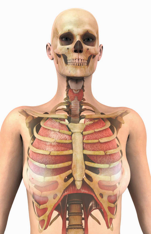 胸,脊髓,动脉,静脉,骨骼,肋骨,肌肉,健壮,无人,竖图,插画,室内,特写,白天,白色背景,正面,数码,科技,静物,阴影,网络,医学,骨头,高光,几何,计算机图形,合成,图画,裸露,画,模型,健康,活力,力量,人体,赤裸,青春,电脑合成图,数码合成图,骨架,生物学,强壮,裸,漫画,生理学,写实,具体,具象,颈骨,软肋骨,腰骨,椎骨,脊柱,胸部,半身,彩图