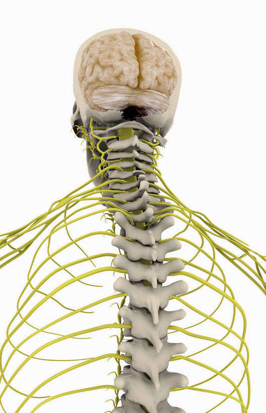 颅骨,锁骨,脊髓,动脉,静脉,骨骼,胸骨,肋骨,骨盆,无人,竖图,插画,室内,特写,白天,白色背景,数码,科技,静物,阴影,网络,医学,骨头,高光,几何,计算机图形,合成,图画,画,背面,绿色,模型,人体,电脑合成图,数码合成图,骨架,生物学,漫画,生理学,写实,具体,具象,鼻骨,骶骨,顶骨,颈骨,软肋骨,胸椎,腰骨,脊柱,头盖骨,半身,彩图