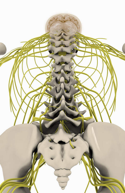 颅骨,锁骨,脊髓,动脉,静脉,骨骼,胸骨,肋骨,骨盆,无人,竖图,插画,室内,特写,白天,白色背景,正面,数码,科技,静物,阴影,网络,医学,骨头,高光,几何,计算机图形,合成,图画,画,绿色,模型,人体,电脑合成图,数码合成图,骨架,生物学,漫画,生理学,写实,具体,具象,鼻骨,骶骨,顶骨,颈骨,软肋骨,胸椎,腰骨,脊柱,头盖骨,半身,彩图