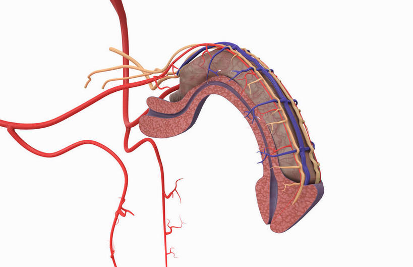 内脏,动脉,静脉,血管,膀胱,阴茎,睾丸,阴囊,无人,横图,插画,室内,白天,白色背景,正面,数码,科技,静物,阴影,网络,医学,高光,几何,计算机图形,合成,图画,画,红色,紫色,模型,人体,电脑合成图,数码合成图,生物学,人体器官,器官,漫画,泌尿系统,前列腺,生理学,写实,具体,具象,龟头,彩图,生殖器官