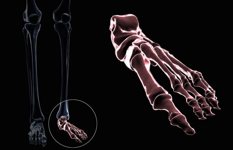 腿部,脚,脚趾,脚趾甲,动脉,静脉,骨骼,腿,无人,横图,插画,x光片,室内,特写,白天,正面,数码,科技,静物,阴影,黑色背景,辐射,科学,网络,医学,骨头,高光,几何,计算机图形,合成,图画,画,模型,人体,电脑合成图,数码合成图,骨架,医疗,生物学,科学技术,x射线,x光,漫画,生理学,写实,具体,具象,腓骨,跗骨,胫骨,趾骨,脚指甲,半身,彩图,电磁波,电磁辐射