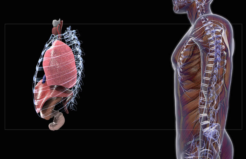 锁骨,肺,气管,脊髓,动脉,静脉,骨骼,肋骨,无人,横图,插画,x光片,室内,特写,白天,正面,数码,科技,静物,阴影,黑色背景,辐射,科学,网络,医学,骨头,高光,几何,计算机图形,合成,图画,画,模型,人体,电脑合成图,数码合成图,骨架,医疗,生物学,科学技术,x射线,x光,漫画,呼吸道,生理学,写实,具体,具象,软肋骨,胸椎,腰骨,呼吸系统,肺部,肺脏,脊柱,半身,彩图,电磁波,电磁辐射