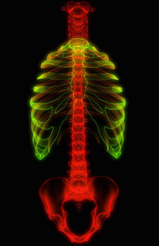 脊髓,动脉,静脉,骨骼,胸骨,肋骨,骨盆,无人,竖图,插画,x光片,室内,特写,白天,正面,数码,科技,静物,阴影,黑色背景,辐射,科学,网络,医学,骨头,高光,几何,计算机图形,合成,图画,画,黄色,红色,模型,人体,电脑合成图,数码合成图,骨架,医疗,生物学,科学技术,x射线,x光,漫画,生理学,写实,具体,具象,颈椎,软肋骨,腰骨,脊柱,半身,彩图,电磁波,电磁辐射
