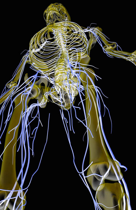 脊髓,动脉,静脉,骨骼,胸骨,肋骨,骨盆,无人,竖图,插画,x光片,室内,特写,白天,仰视,数码,科技,静物,阴影,黑色背景,辐射,科学,网络,医学,骨头,高光,几何,计算机图形,合成,图画,画,蓝色,模型,人体,电脑合成图,数码合成图,骨架,医疗,生物学,科学技术,x射线,x光,漫画,生理学,写实,具体,具象,尺骨,腓骨,跗骨,颈椎,胫骨,软肋骨,腕骨,腰骨,趾骨,脊柱,半身,彩图,低角度拍摄,电磁波,电磁辐射