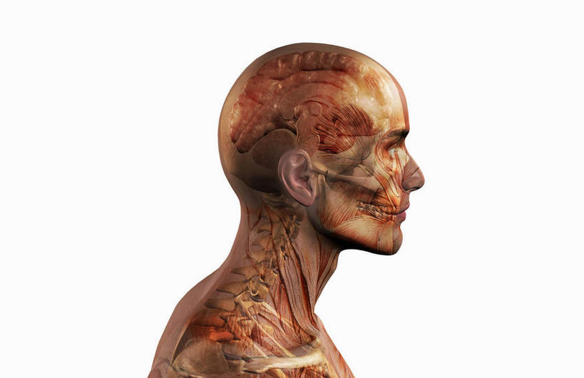 脊髓,动脉,静脉,骨骼,胸骨,肋骨,骨盆,无人,横图,插画,室内,特写,白天,白色背景,侧面,数码,科技,静物,大脑,阴影,网络,医学,骨头,高光,几何,计算机图形,合成,图画,画,模型,人体,电脑合成图,数码合成图,骨架,生物学,器官,沟壑,漫画,小脑,脑干,生理学,写实,具体,具象,大脑皮层,端脑,沟,灰质,回,间脑,颈椎,软肋骨,腰骨,脊柱,半身,彩图