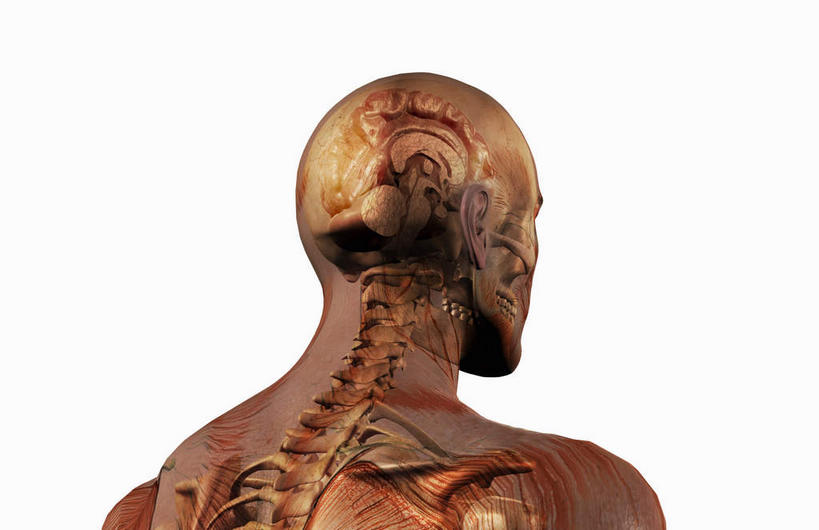 脊髓,动脉,静脉,骨骼,胸骨,肋骨,骨盆,无人,横图,插画,室内,特写,白天,白色背景,数码,科技,静物,大脑,阴影,网络,医学,骨头,高光,几何,计算机图形,合成,图画,画,背面,模型,人体,电脑合成图,数码合成图,骨架,生物学,器官,沟壑,漫画,小脑,脑干,生理学,写实,具体,具象,大脑皮层,顶骨,端脑,沟,灰质,回,间脑,颈椎,软肋骨,腰骨,脊柱,半身,彩图