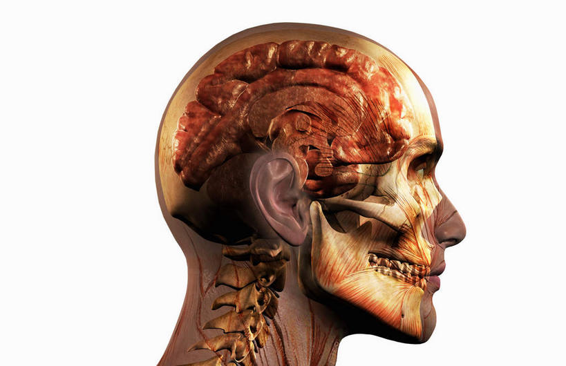 眼睛,牙齿,脊髓,动脉,静脉,骨骼,骨盆,无人,横图,插画,室内,特写,白天,白色背景,侧面,数码,科技,静物,大脑,瞳孔,阴影,网络,医学,骨头,高光,几何,计算机图形,合成,图画,画,模型,人体,眼部,电脑合成图,数码合成图,骨架,生物学,器官,沟壑,漫画,小脑,脑干,生理学,写实,具体,具象,大脑皮层,顶骨,端脑,沟,灰质,回,间脑,颈椎,颞骨,脊柱,齿,牙,眼,半身,彩图