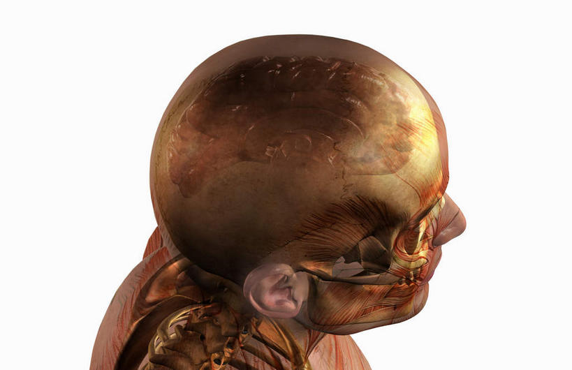 脊髓,动脉,静脉,骨骼,骨盆,无人,横图,俯视,插画,室内,特写,白天,白色背景,数码,科技,静物,大脑,阴影,网络,医学,骨头,高光,几何,计算机图形,合成,图画,画,模型,人体,电脑合成图,数码合成图,骨架,生物学,器官,沟壑,漫画,小脑,脑干,生理学,写实,具体,具象,大脑皮层,顶骨,端脑,沟,灰质,回,间脑,颈椎,颞骨,脊柱,半身,彩图,高角度拍摄