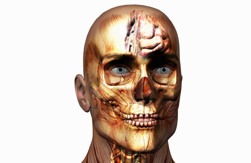 眼睛,牙齿,脊髓,动脉,静脉,骨骼,骨盆,无人,横图,插画,室内,特写,白天,白色背景,正面,数码,科技,静物,大脑,瞳孔,阴影,网络,医学,骨头,高光,几何,计算机图形,合成,图画,画,模型,人体,眼部,电脑合成图,数码合成图,骨架,生物学,器官,沟壑,漫画,小脑,脑干,生理学,写实,具体,具象,大脑皮层,顶骨,端脑,沟,灰质,回,间脑,颈椎,颞骨,脊柱,齿,牙,眼,半身,彩图