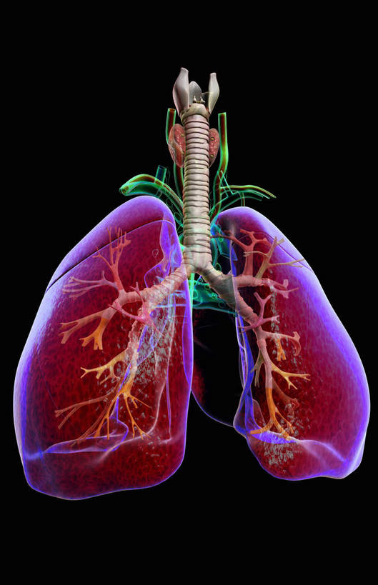 肺,心脏,无人,竖图,插画,室内,特写,白天,正面,数码,科技,静物,阴影,网络,医学,细胞,高光,几何,计算机图形,合成,图画,画,人体,电脑合成图,数码合成图,生物学,漫画,腺体,心血管,心房,生理学,写实,具体,具象,喉,甲状腺,支气管树,肺部,肺脏,心,彩图