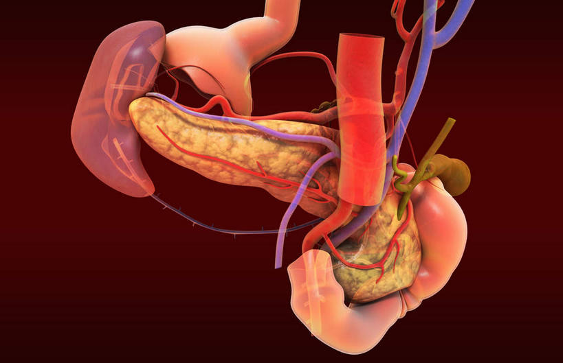 腹部,内脏,肝脏,脾,胃,肠,动脉,静脉,十二指肠,无人,横图,插画,室内,白天,正面,数码,科技,静物,阴影,网络,医学,高光,几何,计算机图形,合成,图画,画,红色,模型,人体,电脑合成图,数码合成图,生物学,人体器官,器官,漫画,生理学,写实,具体,具象,肠道,大肠,肝,盲肠,脾脏,小肠,直肠,胃部,彩图