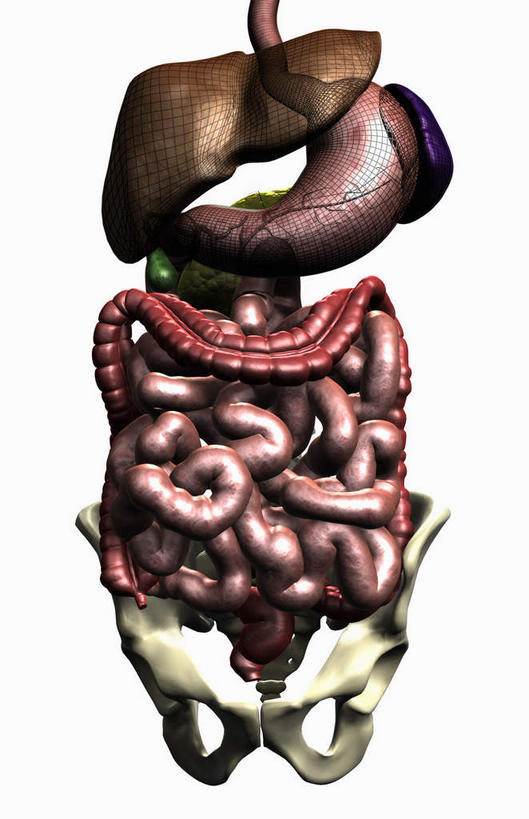 腹部,内脏,肝脏,脾,胃,肠,动脉,静脉,十二指肠,无人,竖图,插画,室内,白天,白色背景,正面,数码,科技,静物,阴影,网络,医学,高光,几何,计算机图形,合成,图画,画,红色,模型,人体,电脑合成图,数码合成图,生物学,人体器官,器官,漫画,生理学,写实,具体,具象,肠道,大肠,肝,盲肠,脾脏,小肠,直肠,胃部,彩图