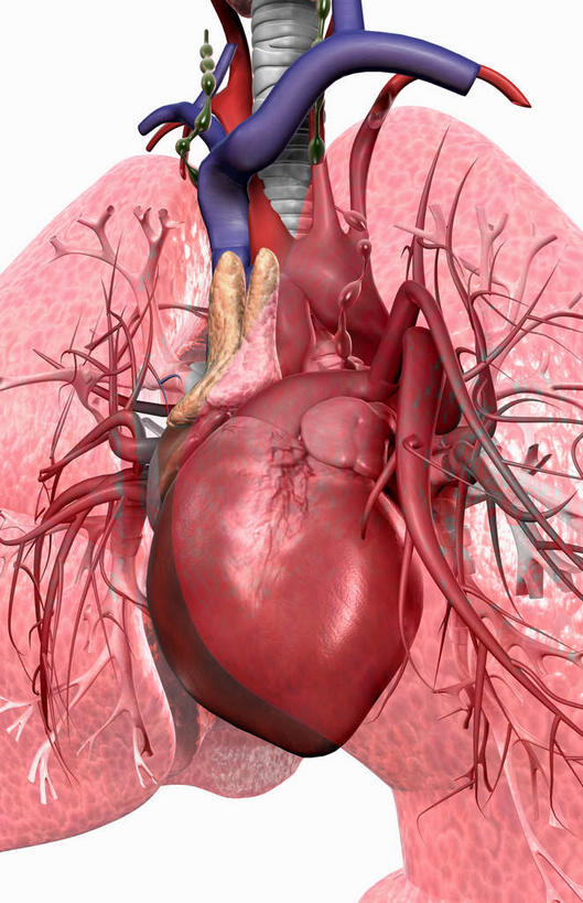 内脏,肺,气管,动脉,静脉,无人,竖图,插画,室内,白天,白色背景,正面,数码,科技,静物,阴影,网络,医学,高光,几何,计算机图形,合成,图画,画,红色,模型,人体,电脑合成图,数码合成图,生物学,人体器官,器官,漫画,呼吸道,腺体,支气管,生理学,写实,具体,具象,喉,支气管树,呼吸系统,肺部,肺脏,彩图