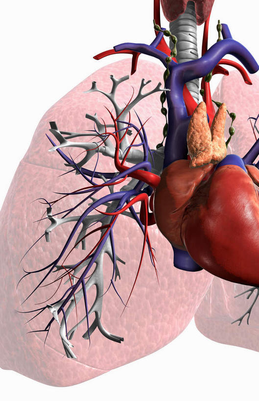 内脏,肺,气管,心脏,动脉,静脉,无人,竖图,插画,室内,白天,白色背景,正面,数码,科技,静物,阴影,网络,医学,高光,几何,计算机图形,合成,图画,画,红色,模型,人体,电脑合成图,数码合成图,生物学,人体器官,器官,漫画,呼吸道,腺体,支气管,心血管,心房,心室,生理学,写实,具体,具象,喉,支气管树,呼吸系统,肺部,肺脏,心,彩图