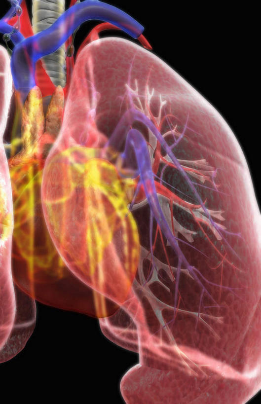 内脏,肺,气管,心脏,动脉,静脉,无人,竖图,插画,室内,白天,正面,数码,科技,静物,阴影,黑色背景,网络,医学,高光,几何,计算机图形,合成,图画,画,红色,模型,人体,电脑合成图,数码合成图,生物学,人体器官,器官,漫画,呼吸道,腺体,支气管,心血管,心房,心室,生理学,写实,具体,具象,喉,支气管树,呼吸系统,肺部,肺脏,心,彩图