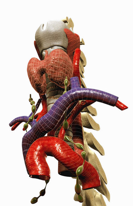 喉咙,内脏,脊髓,动脉,静脉,骨骼,无人,竖图,插画,室内,白天,白色背景,正面,数码,科技,静物,阴影,网络,医学,骨头,高光,几何,计算机图形,合成,图画,画,红色,模型,人体,电脑合成图,数码合成图,骨架,疾病,生物学,人体器官,器官,肿瘤,漫画,呼吸道,腺体,癌症,生理学,写实,具体,具象,甲状腺,脊柱,彩图