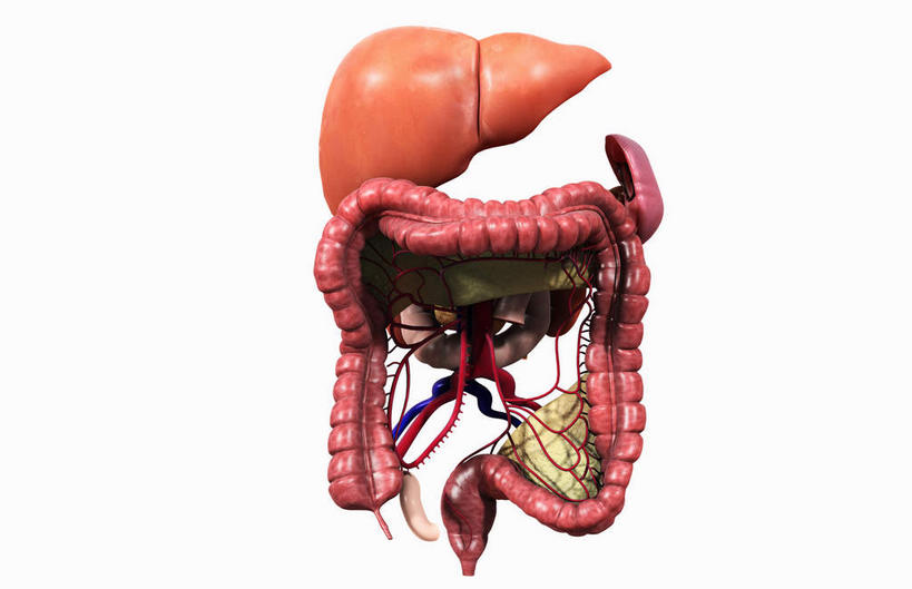 内脏,肝脏,肠,动脉,静脉,骨盆,尿道,十二指肠,无人,横图,插画,室内,白天,白色背景,正面,数码,科技,静物,阴影,网络,医学,高光,几何,计算机图形,合成,图画,画,红色,模型,人体,电脑合成图,数码合成图,生物学,人体器官,器官,漫画,生理学,写实,具体,具象,肠道,大肠,肝,盲肠,小肠,直肠,彩图