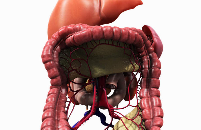 内脏,肝脏,肠,动脉,静脉,骨盆,尿道,十二指肠,无人,横图,插画,室内,白天,白色背景,正面,数码,科技,静物,阴影,网络,医学,高光,几何,计算机图形,合成,图画,画,红色,模型,人体,电脑合成图,数码合成图,生物学,人体器官,器官,漫画,生理学,写实,具体,具象,肠道,大肠,肝,盲肠,小肠,直肠,彩图