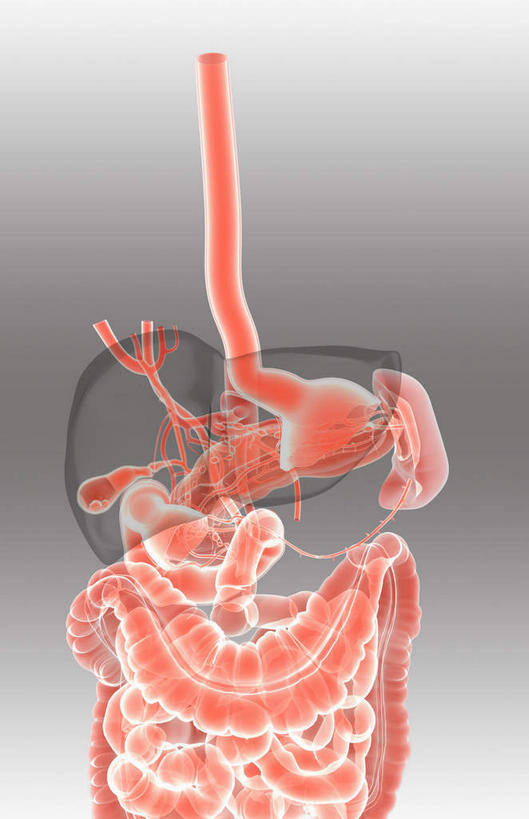 内脏,肝脏,肠,动脉,静脉,骨盆,尿道,十二指肠,无人,竖图,插画,室内,白天,正面,数码,科技,静物,阴影,灰色背景,网络,医学,高光,几何,计算机图形,合成,图画,画,红色,模型,人体,电脑合成图,数码合成图,生物学,人体器官,器官,漫画,生理学,写实,具体,具象,肠道,大肠,肝,盲肠,小肠,直肠,彩图