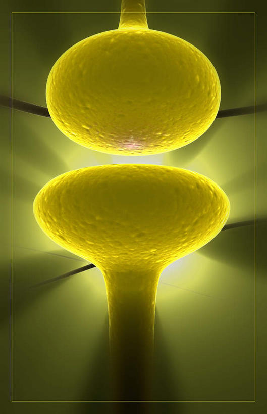 无人,竖图,插画,室内,特写,白天,正面,数码,科技,静物,阴影,网络,医学,细胞,高光,几何,计算机图形,合成,图画,画,黄色,人体,刺眼,耀眼,电脑合成图,数码合成图,生物学,漫画,生理学,写实,具体,具象,树突,突触,突触间隙,彩图,神经系统,夺目