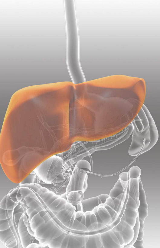 内脏,肺,肝脏,肠,动脉,静脉,骨盆,尿道,十二指肠,无人,竖图,插画,室内,白天,正面,数码,科技,静物,阴影,灰色背景,网络,医学,高光,几何,计算机图形,合成,图画,画,红色,模型,人体,电脑合成图,数码合成图,生物学,人体器官,器官,漫画,生理学,写实,具体,具象,肠道,大肠,肺部,肺脏,肝,盲肠,小肠,直肠,彩图