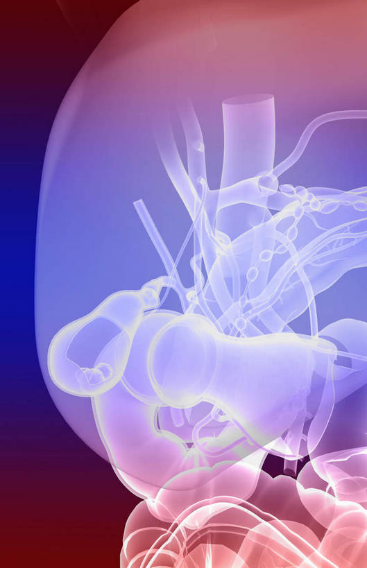 内脏,肝脏,肠,动脉,静脉,骨盆,尿道,十二指肠,无人,竖图,插画,室内,白天,正面,数码,科技,静物,阴影,网络,医学,高光,几何,计算机图形,合成,图画,画,红色,模型,人体,电脑合成图,数码合成图,生物学,人体器官,器官,漫画,生理学,写实,具体,具象,肠道,大肠,肝,盲肠,小肠,直肠,彩图