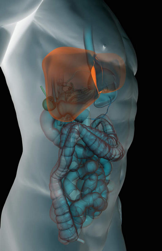 内脏,心脏,肝脏,肠,动脉,静脉,骨盆,尿道,十二指肠,无人,竖图,插画,室内,白天,正面,数码,科技,静物,阴影,网络,医学,高光,几何,计算机图形,合成,图画,画,红色,模型,人体,电脑合成图,数码合成图,生物学,人体器官,器官,漫画,心血管,心房,心室,生理学,写实,具体,具象,肠道,大肠,肝,盲肠,小肠,心,直肠,半身,彩图