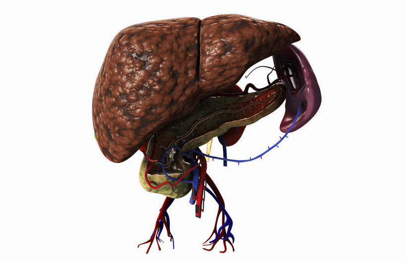腹部,内脏,胰腺,胃,肾脏,动脉,静脉,无人,竖图,插画,室内,白天,白色背景,正面,数码,科技,静物,阴影,网络,医学,高光,几何,计算机图形,合成,图画,画,模型,人体,电脑合成图,数码合成图,生物学,人体器官,器官,漫画,泌尿系统,腺体,生理学,写实,具体,具象,肾上腺,脾脏,胃部,彩图