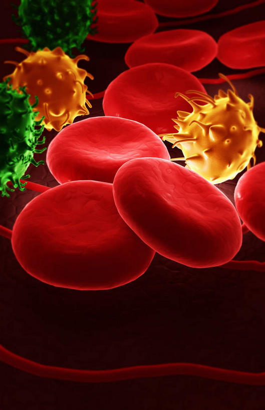 无人,竖图,插画,室内,白天,正面,数码,科技,微生物,静物,阴影,网络,医学,高光,几何,计算机图形,合成,图画,画,黄色,红色,绿色,生物,人体,电脑合成图,数码合成图,医疗,生物学,血细胞,血小板,漫画,白细胞,生理学,写实,具体,具象,红细胞,寄生,生命体,血块,彩图