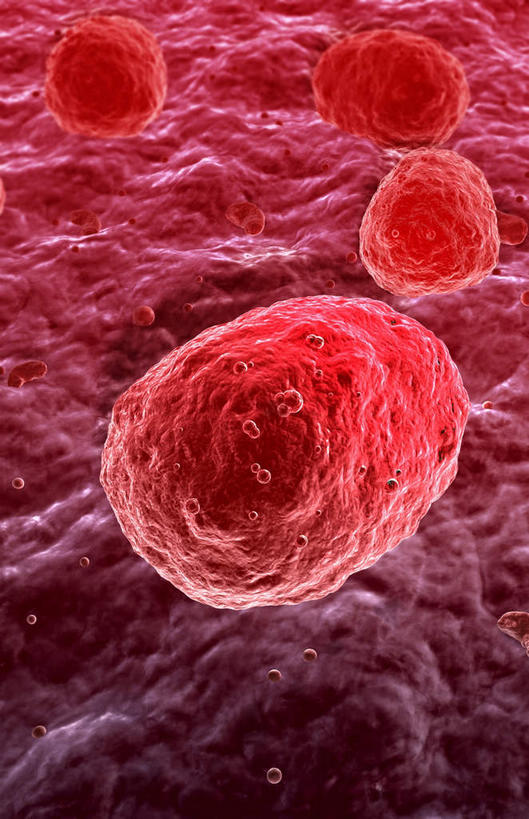 无人,竖图,插画,室内,白天,正面,数码,科技,微生物,静物,阴影,网络,医学,细胞,高光,几何,计算机图形,合成,图画,画,红色,生物,人体,电脑合成图,数码合成图,医疗,生物学,血小板,漫画,生理学,写实,具体,具象,寄生,生命体,巨核细胞,彩图