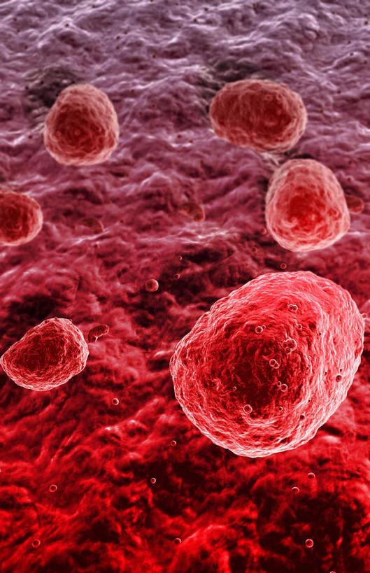 无人,竖图,插画,室内,白天,正面,数码,科技,微生物,静物,阴影,网络,医学,细胞,高光,几何,计算机图形,合成,图画,画,红色,生物,人体,电脑合成图,数码合成图,医疗,生物学,血小板,漫画,生理学,写实,具体,具象,寄生,生命体,巨核细胞,彩图