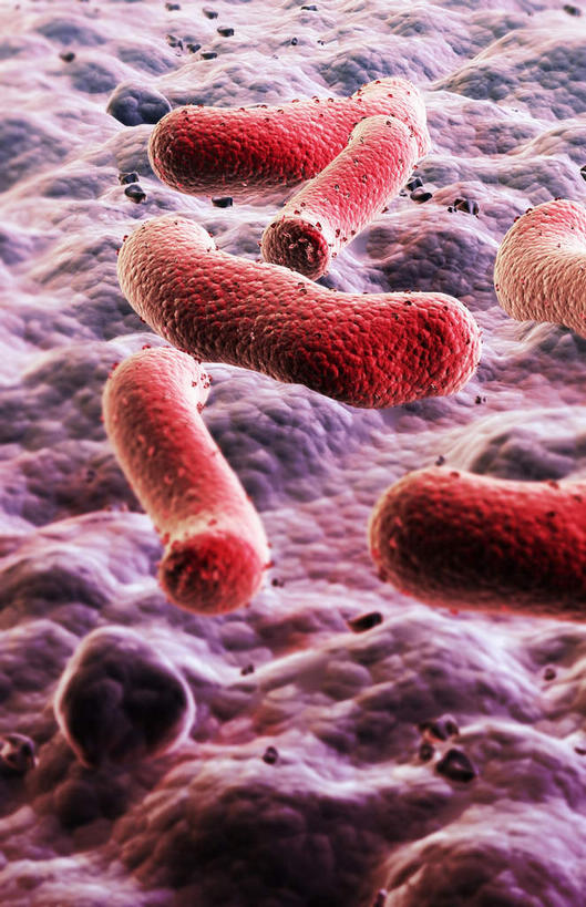 无人,竖图,插画,室内,白天,正面,数码,科技,静物,阴影,网络,细菌,医学,高光,几何,计算机图形,合成,图画,画,红色,生物,人体,电脑合成图,数码合成图,医疗,生物学,漫画,生理学,写实,具体,具象,内腔,彩图