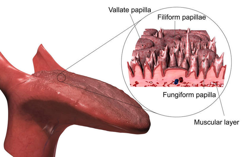 内脏,动脉,静脉,无人,横图,插画,室内,白天,白色背景,正面,数码,科技,静物,阴影,网络,医学,英文,标志,文字,字符,字母,高光,几何,计算机图形,合成,图画,标识,吐舌头,画,红色,模型,伸舌头,吐舌,人体,英文字母,电脑合成图,数码合成图,生物学,人体器官,器官,漫画,生理学,写实,具体,具象,味蕾,彩图