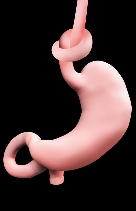 内脏,肠,动脉,静脉,十二指肠,无人,竖图,插画,室内,白天,正面,数码,科技,静物,阴影,黑色背景,网络,医学,高光,几何,计算机图形,合成,图画,画,粉色,红色,模型,人体,电脑合成图,数码合成图,生物学,人体器官,器官,漫画,生理学,写实,具体,具象,肠道,大肠,盲肠,小肠,直肠,彩图