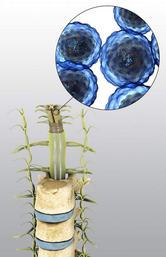 内脏,动脉,静脉,无人,竖图,插画,室内,白天,白色背景,正面,数码,科技,静物,阴影,网络,医学,高光,几何,计算机图形,合成,图画,画,红色,模型,人体,电脑合成图,数码合成图,生物学,人体器官,器官,漫画,生理学,写实,具体,具象,彩图