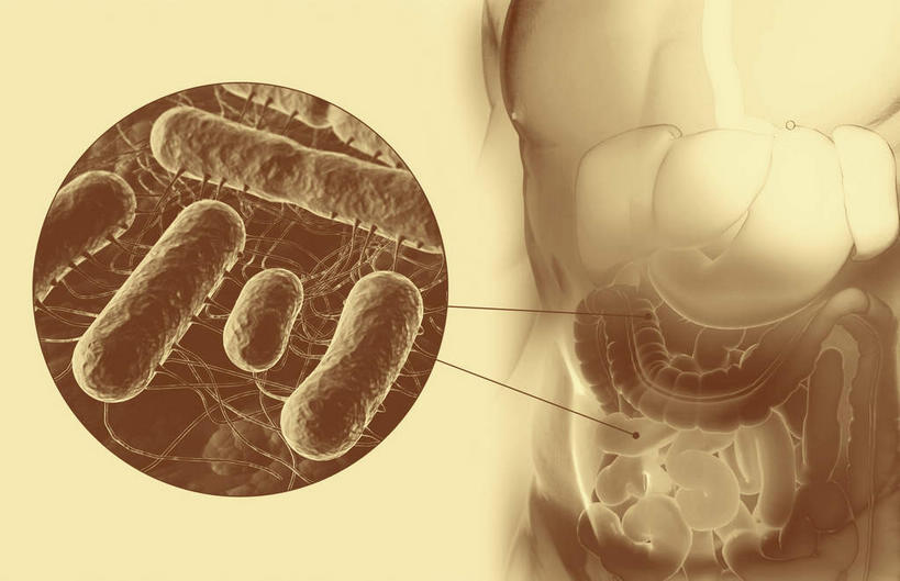 内脏,肠,动脉,静脉,十二指肠,无人,横图,插画,室内,白天,白色背景,正面,数码,科技,微生物,静物,阴影,网络,细菌,医学,高光,几何,计算机图形,合成,图画,画,模型,生物,人体,电脑合成图,数码合成图,医疗,生物学,人体器官,器官,漫画,生理学,写实,具体,具象,寄生,生命体,大肠杆菌,大肠,盲肠,小肠,直肠,彩图,沙门氏菌
