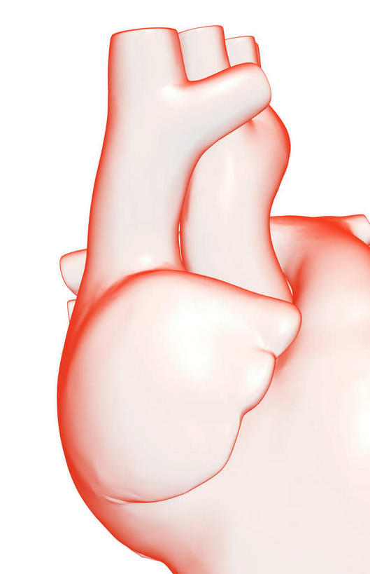 内脏,心脏,动脉,静脉,无人,竖图,插画,室内,白天,白色背景,正面,数码,科技,静物,阴影,网络,高光,几何,计算机图形,合成,图画,画,红色,模型,人体,电脑合成图,数码合成图,生物学,器官,漫画,心血管,心房,心室,生理学,写实,具体,具象,心,彩图