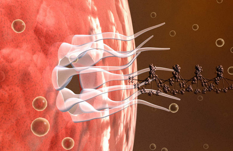 无人,横图,插画,室内,白天,正面,数码,科技,静物,阴影,网络,医学,高光,几何,计算机图形,合成,图画,画,灰色,生物,人体,电脑合成图,数码合成图,医疗,疾病,生物学,艾滋病,漫画,生理学,写实,具体,具象,传染,传染病,HIV病毒,后天性免疫缺陷症候群,获得性免疫缺陷综合症,流行症,慢性病,人类免疫缺陷病毒,症候群,综合症,致命,反转录酶,逆转录酶,彩图,感染