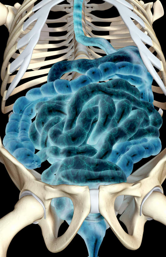 内脏,肠,动脉,静脉,骨骼,胸骨,肋骨,骨盆,十二指肠,无人,竖图,插画,室内,特写,白天,正面,数码,科技,静物,阴影,黑色背景,网络,医学,骨头,高光,几何,计算机图形,合成,图画,画,模型,人体,电脑合成图,数码合成图,骨架,生物学,人体器官,器官,漫画,生理学,写实,具体,具象,大肠,盲肠,小肠,直肠,彩图