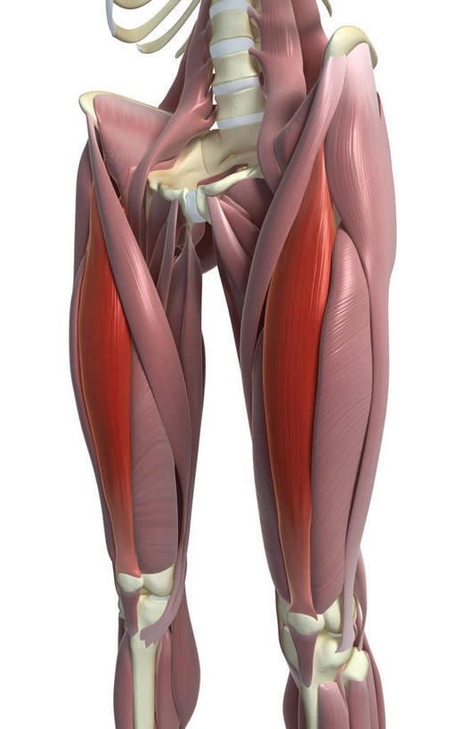 腿部,动脉,静脉,骨骼,肌肉,健壮,无人,站,竖图,插画,室内,特写,白天,白色背景,正面,数码,科技,静物,阴影,网络,医学,骨头,高光,几何,计算机图形,合成,图画,画,模型,站着,健康,活力,力量,人体,青春,电脑合成图,数码合成图,骨架,生物学,强壮,漫画,生理学,写实,具体,具象,肱四头肌,站立,半身,彩图