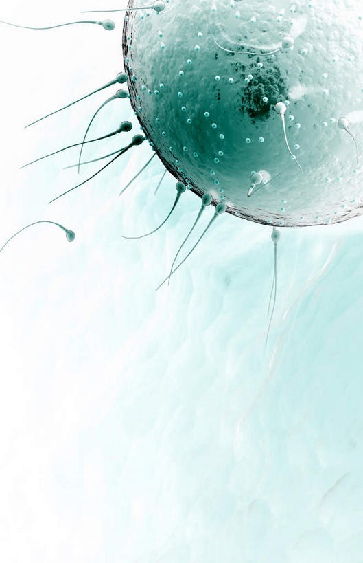 无人,竖图,插画,室内,特写,白天,白色背景,正面,数码,科技,静物,阴影,网络,医学,细胞,高光,几何,计算机图形,合成,图画,画,绿色,精子,球体,人体,电脑合成图,数码合成图,生物学,漫画,生理学,写实,具体,具象,卵,彩图,受精卵