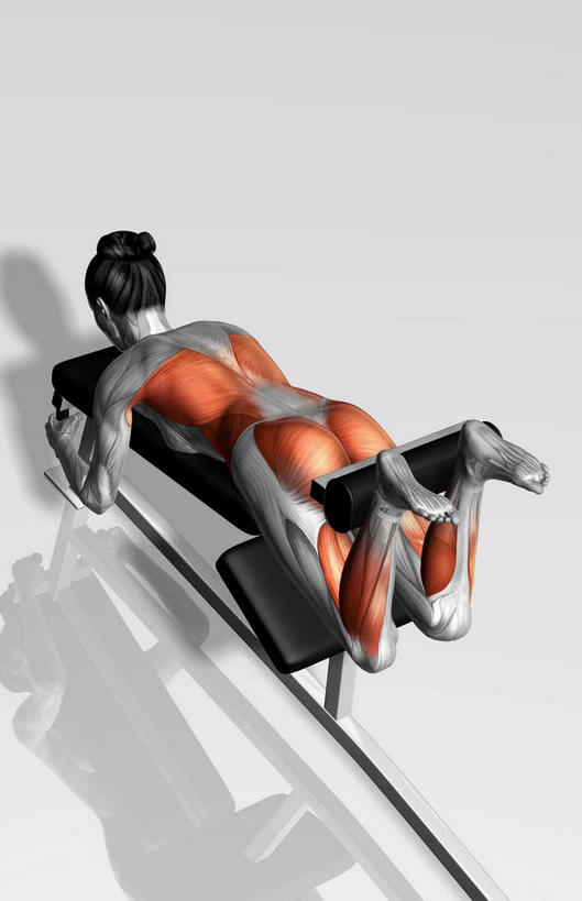 动脉,静脉,骨骼,肌肉,健壮,一个人,无人,竖图,俯视,插画,室内,特写,白天,白色背景,锻炼,运动,数码,科技,静物,仅一个年轻女性,仅一个女性,仅一个人,阴影,网络,医学,骨头,高光,几何,计算机图形,合成,图画,抬腿,注视,运动器械,画,模型,观察,看,趴着,健康,健身器械,活力,力量,人体,观看,青春,电脑合成图,数码合成图,骨架,察看,生物学,强壮,关注,健身器材,漫画,生理学,写实,具体,具象,股外侧肌,腓长肌,趾长伸肌,体育,年轻女性,女人,女性,趴,彩图,高角度拍摄,全身,健身,运动器材