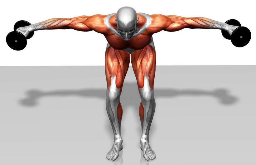 动脉,静脉,骨骼,肌肉,健壮,一个人,无人,站,伸展双臂,横图,插画,室内,特写,白天,白色背景,正面,数码,科技,静物,哑铃,仅一个男性,仅一个人,弯腰,阴影,反射,网络,医学,影子,骨头,高光,几何,计算机图形,合成,图画,运动器械,画,仅一个年轻男性,两个,模型,低头,站着,健康,健身器械,活力,力量,人体,青春,电脑合成图,数码合成图,骨架,生物学,强壮,健身器材,漫画,肱二头肌,生理学,写实,具体,具象,弯身,背阔肌,腓长肌,男人,男性,年轻男性,敞开双臂,伸开双臂,展开双肩,站立,张开手臂,张开双臂,彩图,全身,运动器材