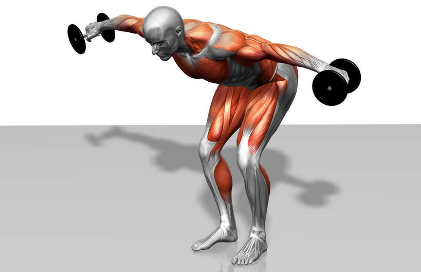 动脉,静脉,骨骼,肌肉,健壮,一个人,无人,站,伸展双臂,横图,俯视,插画,室内,特写,白天,白色背景,数码,科技,静物,哑铃,仅一个男性,仅一个人,弯腰,阴影,反射,网络,医学,影子,骨头,高光,几何,计算机图形,合成,图画,拎,运动器械,画,仅一个年轻男性,两个,模型,低头,站着,健康,健身器械,活力,力量,人体,青春,电脑合成图,数码合成图,骨架,生物学,强壮,健身器材,漫画,肱二头肌,生理学,写实,具体,具象,弯身,背阔肌,腓长肌,男人,男性,年轻男性,敞开双臂,伸开双臂,展开双肩,站立,张开手臂,张开双臂,彩图,高角度拍摄,全身,运动器材,拎着