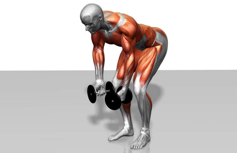 动脉,静脉,骨骼,肌肉,健壮,一个人,无人,站,横图,俯视,插画,室内,特写,白天,白色背景,数码,科技,静物,哑铃,仅一个男性,仅一个人,弯腰,阴影,反射,网络,医学,影子,骨头,高光,几何,计算机图形,合成,图画,拎,运动器械,画,仅一个年轻男性,两个,模型,低头,站着,健康,健身器械,活力,力量,人体,青春,电脑合成图,数码合成图,骨架,生物学,强壮,健身器材,漫画,肱二头肌,生理学,写实,具体,具象,弯身,背阔肌,腓长肌,男人,男性,年轻男性,站立,彩图,高角度拍摄,全身,运动器材,拎着